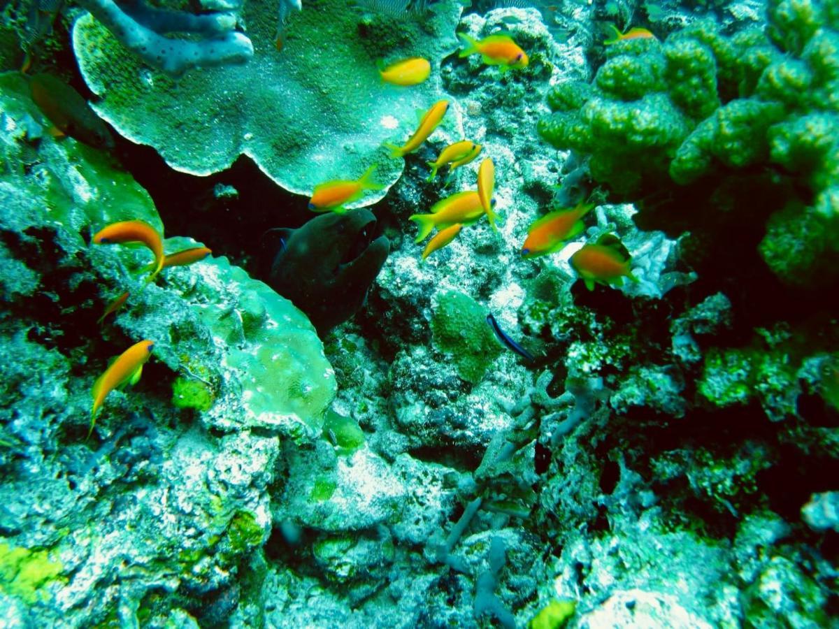 Royal Reef Stay ماثيفيري المظهر الخارجي الصورة